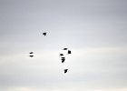 Alpenkraai (red billed chough)(Pyrrhocorax pyrrhocorax centralis) - Hustai Nuruu 08-08-2016 (2)